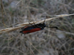 Zygaena erythrus