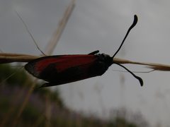 Zygaena erythrus