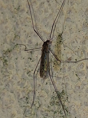 Unknown species found near Pensacola, FL 32506, USA