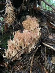 Ramaria botrytis