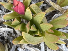 Carpobrotus virescens