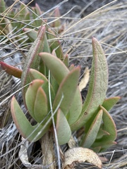 Carpobrotus virescens