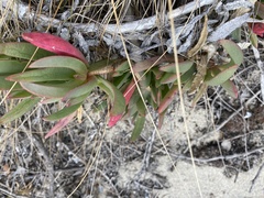 Carpobrotus virescens