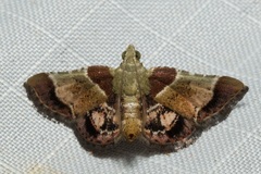 Hypanchyla