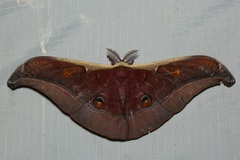 Antheraea assamensis