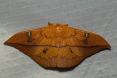 Cricula trifenestrata