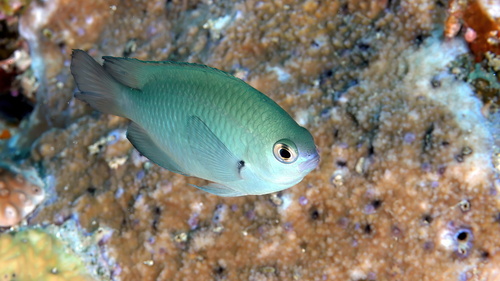Blue-green Damsel