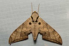 Ambulyx substrigilis