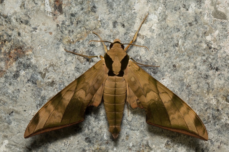 Ambulyx tattina
