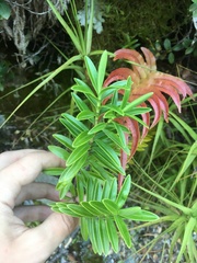 Veronica rakaiensis
