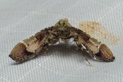 Hypanchyla