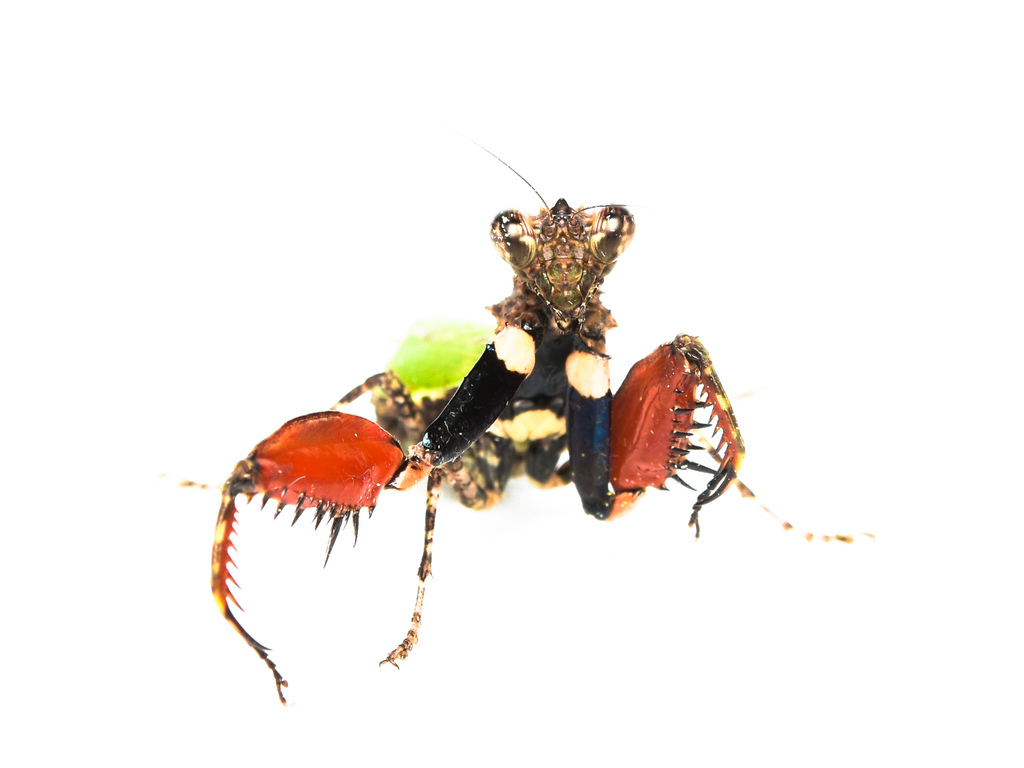Pachymantis bicingulata