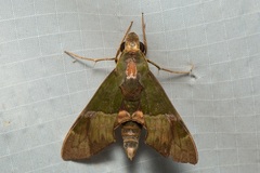Angonyx testacea