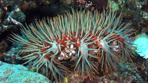 Pacific Ocean Crown-of-Thorns