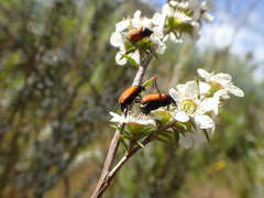 Phyllotocus rufipennis