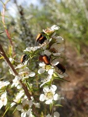 Phyllotocus rufipennis