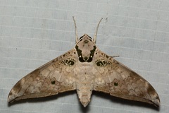 Ambulyx canescens