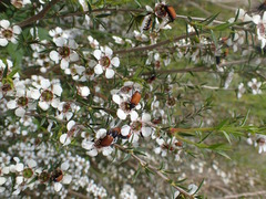 Phyllotocus rufipennis