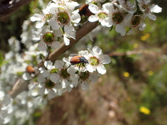 Phyllotocus rufipennis