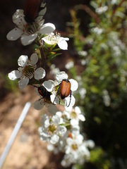 Phyllotocus rufipennis