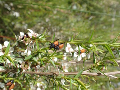 Phyllotocus rufipennis