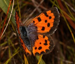 Chrysoritis pyroeis hersaleki