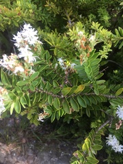 Veronica treadwellii