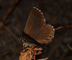 Lepidochrysops robertsoni