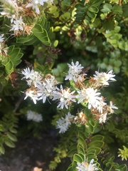 Veronica treadwellii