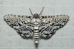 Epaena