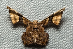 Monobolodes rectifascia