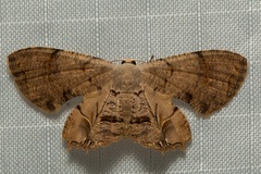 Dysaethria flavistriga