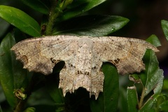 Dysaethria flavistriga