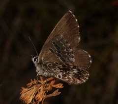 Lepidochrysops robertsoni