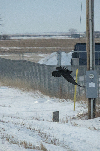 Common Raven photographed in North Dakota
