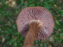 Laccaria amethysteo-occidentalis