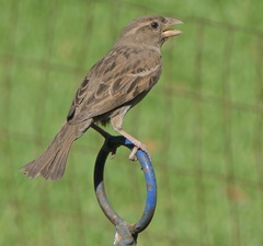 Passer domesticus