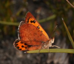 Chrysoritis pyroeis hersaleki