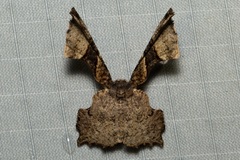 Monobolodes rectifascia