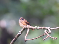 Muscicapa ferruginea