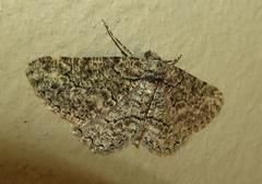 Ascotis reciprocaria