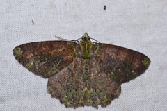 Dindicodes apicalis