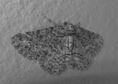 Ascotis reciprocaria