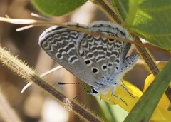 Hemiargus