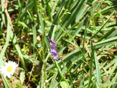Linaria elegans