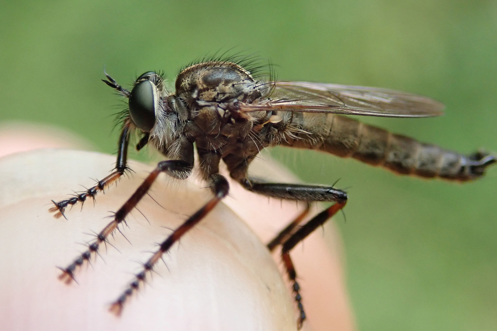 Irish robberfly