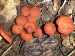Lactarius rufulus