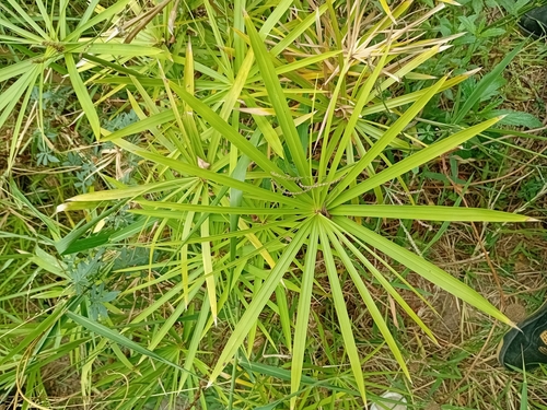 Cyperus textilis iNat (2)