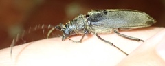Neoplocaederus