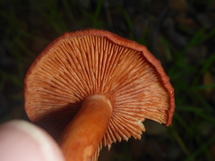 Lactarius rufulus